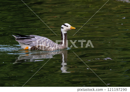 The bar-headed goose, Anser indicus seen in English Garden in Munich The bar-headed goose, Anser indicus seen in English Garden in Munich 121197290