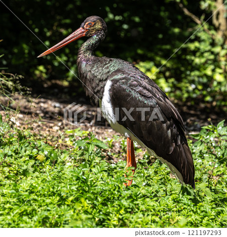 Black stork, Ciconia nigra in a german nature park Black stork, Ciconia nigra in a german nature park 121197293