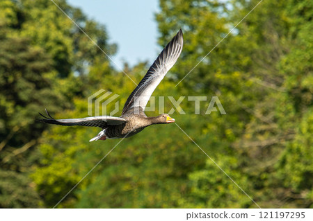 The flying greylag goose, Anser anser is a species of large goose 121197295