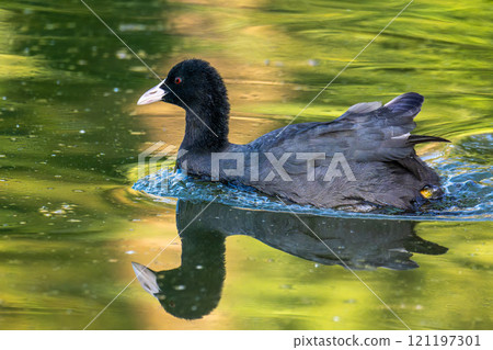 The Eurasian coot, Fulica atra swimming on the Kleinhesseloher Lake at Munich, Germany 121197301