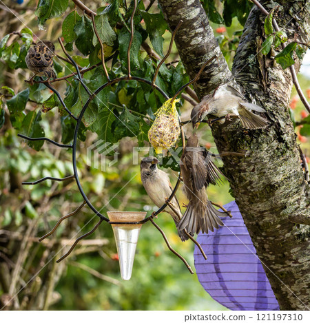 House sparrow, Passer domesticus. An adult sparrow feeds its young chick. 121197310