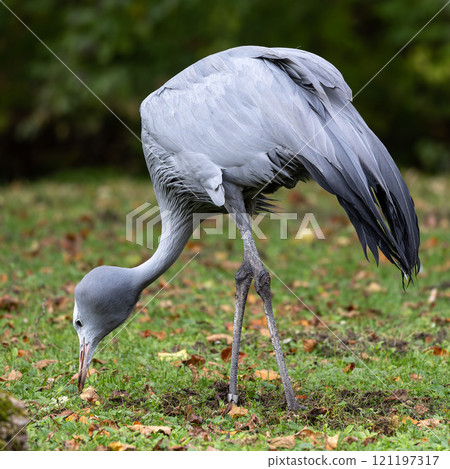 The Blue Crane, Grus paradisea, is an endangered bird The Blue Crane, Grus paradisea, is an endangered bird 121197317