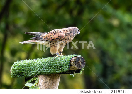 Common kestrel, Falco tinnunculus is a bird of prey species belonging to the falcon family Falconidae. Common kestrel, Falco tinnunculus is a bird of prey species belonging to the falcon family Falconidae. 121197321