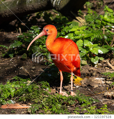 The Scarlet ibis, Eudocimus ruber is a species of ibis in the bird family Threskiornithidae. 121197328