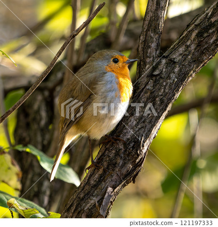 The European robin, Erithacus rubecula known simply as the robin is a small insectivorous passerine bird 121197333