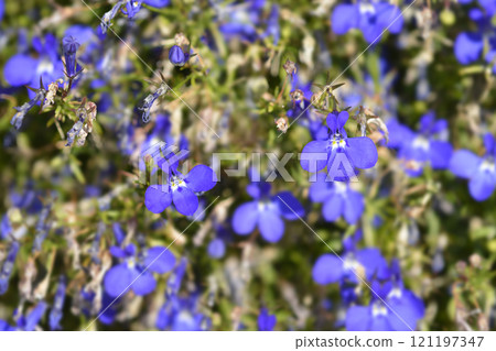 Trailing lobelia 121197347