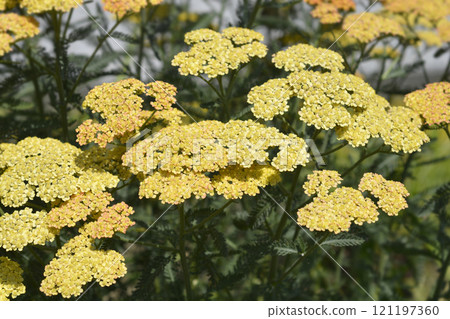 Yarrow Terracotta 121197360