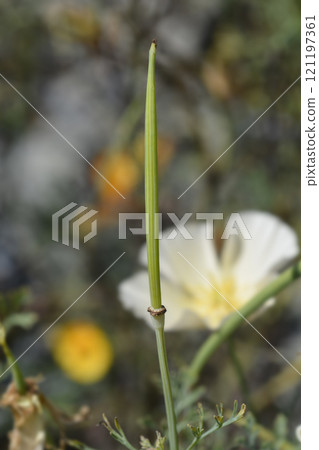 Golden poppy flower 121197361