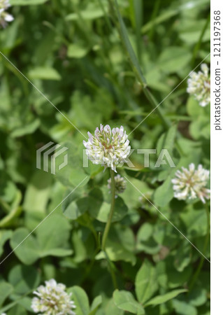 White clover 121197368