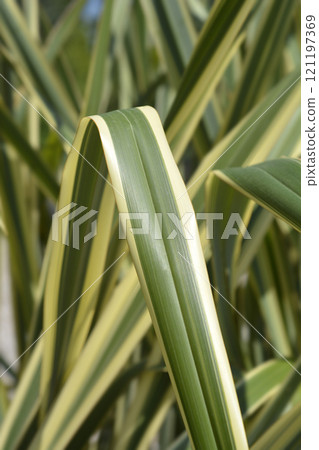 Variegated New Zealand flax Variegated New Zealand flax 121197369