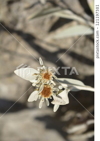 Inula 121197381