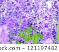Lavender and bee 121197482
