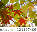 Autumn leaves 121197486