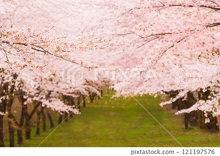 [Cherry Blossoms] Spring Natural Scenery Tunnel 121197576