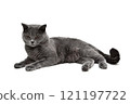 Young gray cat on a white background. 121197722