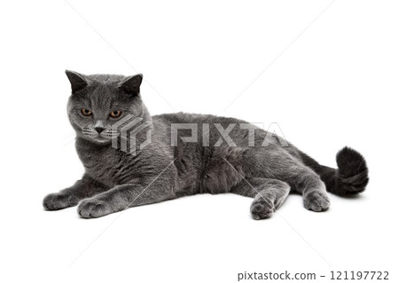 Young gray cat on a white background. Young gray cat on a white background. 121197722
