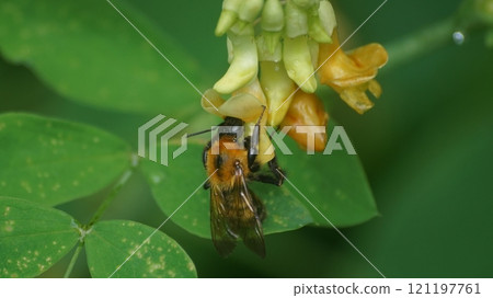 A tiger bumblebee sucking the honey of a weeping cowpea 121197761