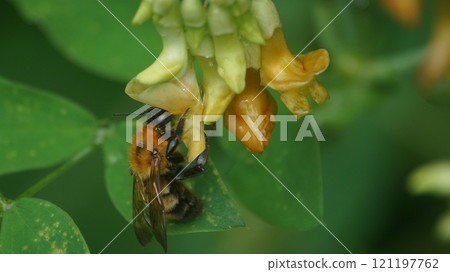 一隻老虎大黃蜂吮吸哭泣的豇豆的蜂蜜 121197762