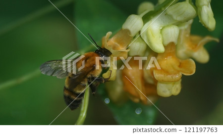 A tiger bumblebee sucking the honey of a weeping cowpea 121197763