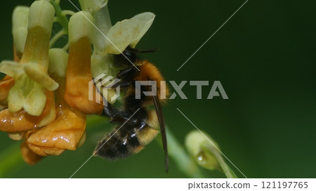 A tiger bumblebee sucking the honey of a weeping cowpea 121197765