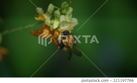 一隻老虎大黃蜂吮吸哭泣的豇豆的蜂蜜 一隻老虎大黃蜂吮吸哭泣的豇豆的蜂蜜 121197766