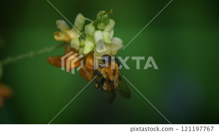 A tiger bumblebee sucking the honey of a weeping cowpea 121197767