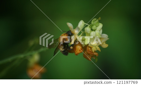 A tiger bumblebee sucking the honey of a weeping cowpea 121197769