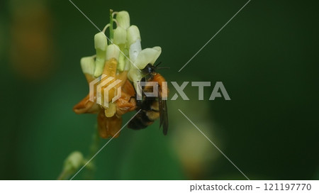 A tiger bumblebee sucking the honey of a weeping cowpea 121197770