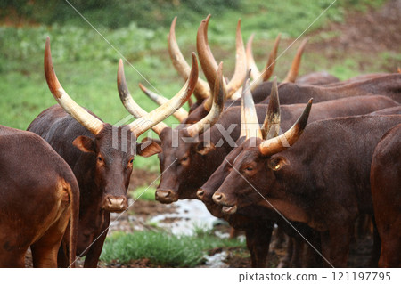 a group of ankole watusi animals outdoors a group of ankole watusi animals outdoors 121197795