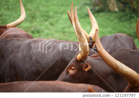 a group of ankole watusi animals outdoors a group of ankole watusi animals outdoors 121197797