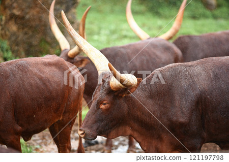 a group of ankole watusi animals outdoors a group of ankole watusi animals outdoors 121197798