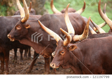 a group of ankole watusi animals outdoors 121197799