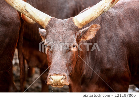 a group of ankole watusi animals outdoors a group of ankole watusi animals outdoors 121197800
