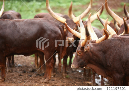 a group of ankole watusi animals outdoors 121197801