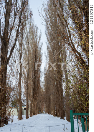 Beautiful winter scenery at Hokkaido University in Hokkaido, Japan 121197812