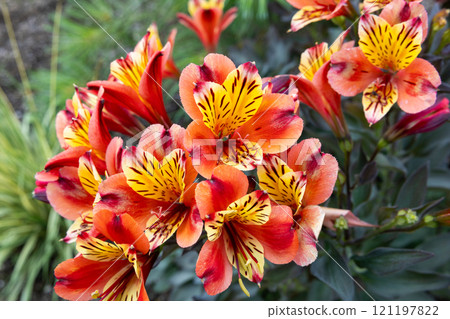 Beautiful landscape of alstroemeria and agapanthus in the garden 121197822