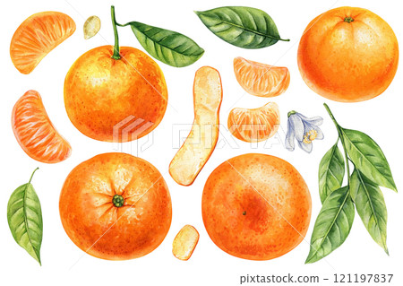 Watercolor tangerines and leaves. Citrus fruit mandarins, fresh orange, Botanical healthy food. Clementine fruit design 121197837