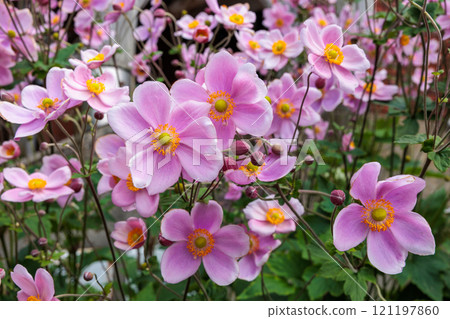Beautiful daisy flowers blooming in the garden 121197860