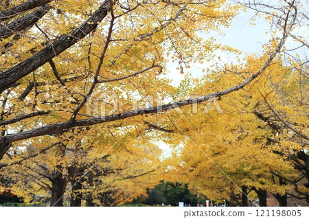 A yellow leafy ginkgo bunched trees 121198005