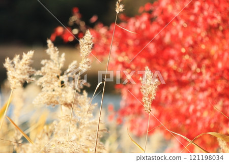 Rowan berries with autumn leaves Rowan berries with autumn leaves 121198034