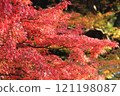 Bright red autumn leaves 121198087