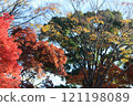 Maple leaves which turned red leaves 121198089