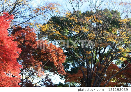 Maple leaves which turned red leaves Maple leaves which turned red leaves 121198089