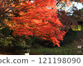 Maple leaves which turned red leaves 121198090