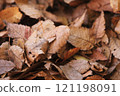 frost on fallen leaves 121198091