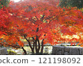 Maple leaves which turned red leaves 121198092