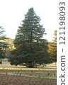Big tree  121198093
