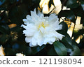 White rhododendron flower 121198094