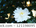White rhododendron flower 121198095