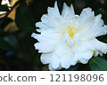 White rhododendron 121198096